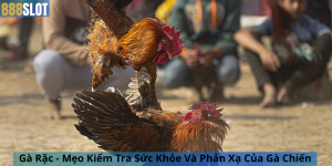 Gà Rặc - Mẹo Kiểm Tra Sức Khỏe Và Phản Xạ Của Gà Chiến