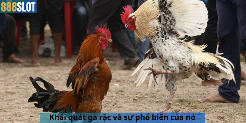 Khái quát gà rặc và sự phổ biến của nó