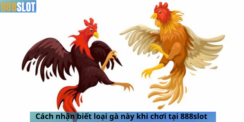 Cách nhận biết loại gà này khi chơi tại 888slot