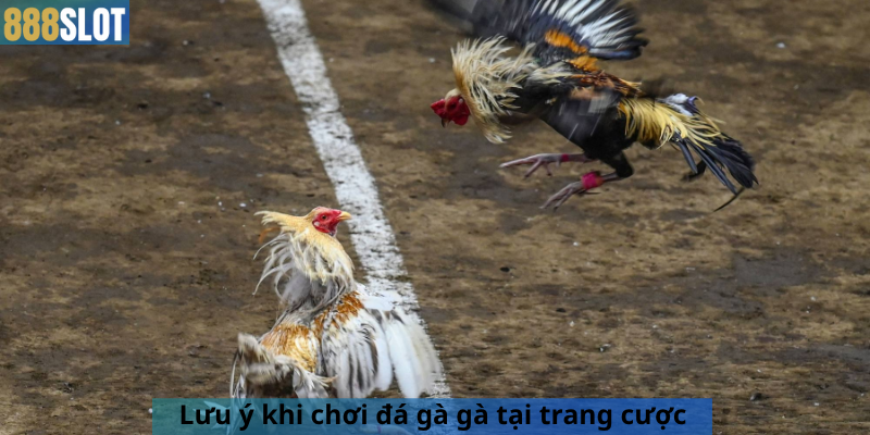 Lưu ý khi chơi đá gà gà tại trang cược