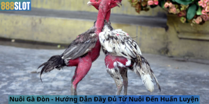 Nuôi Gà Đòn - Hướng Dẫn Đầy Đủ Từ Nuôi Đến Huấn Luyện