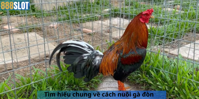Tìm hiểu chung về cách nuôi gà đòn