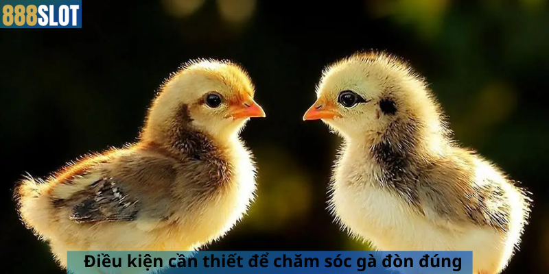 Điều kiện cần thiết để chăm sóc gà đòn đúng