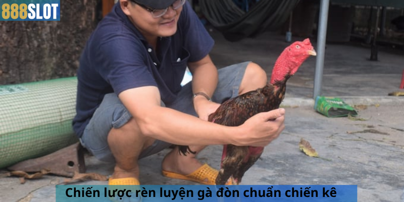 Chiến lược rèn luyện gà đòn chuẩn chiến kê