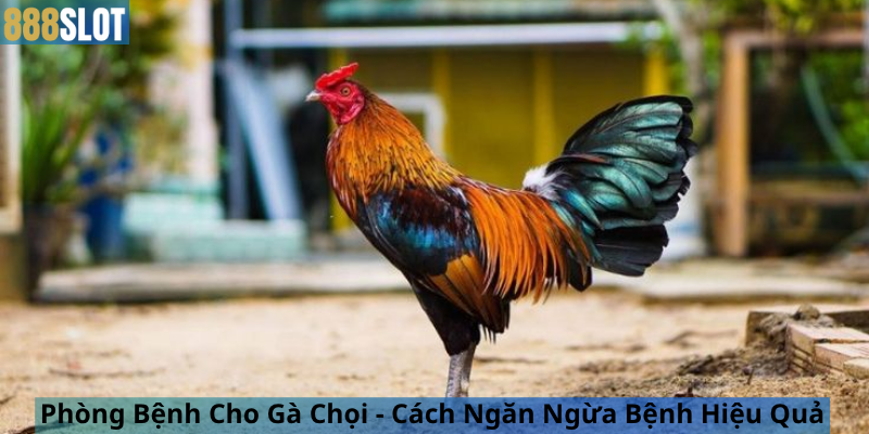 Phòng Bệnh Cho Gà Chọi - Cách Ngăn Ngừa Bệnh Hiệu Quả