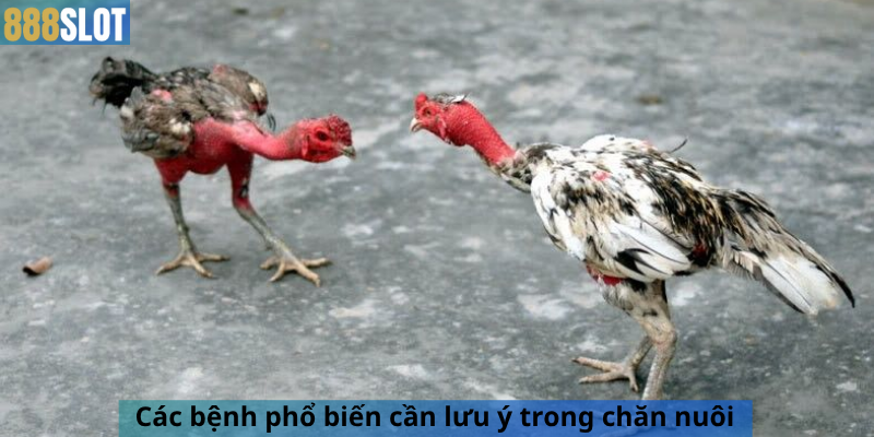 Các bệnh phổ biến cần lưu ý trong chăn nuôi