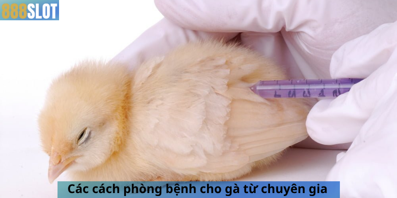 Các cách phòng bệnh cho gà từ chuyên gia