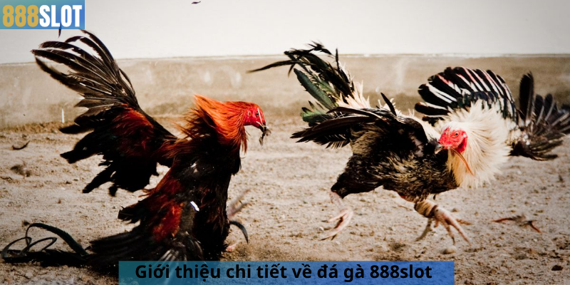 Giới thiệu chi tiết về đá gà 888slot