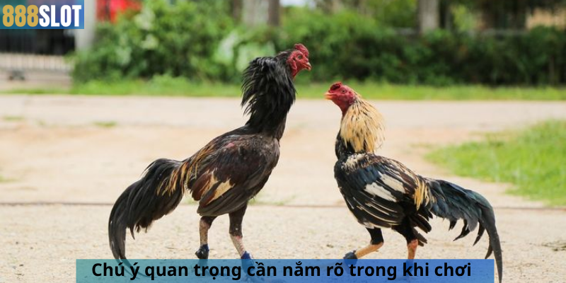 Chú ý quan trọng cần nắm rõ trong khi chơi
